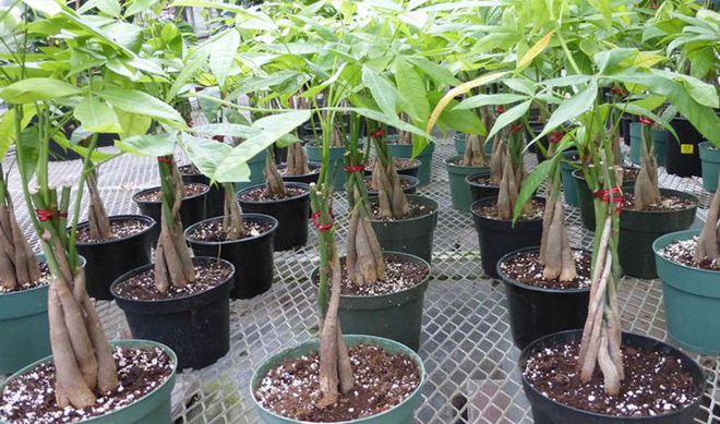 枝繁叶茂财运旺的发财树,适合家庭盆栽,该怎么养护呢