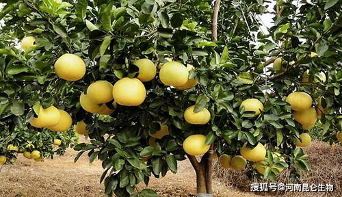 柚子用什么肥增甜 柚子冲施什么肥料防裂果 柚子着色需要用什么肥料