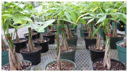 枝繁叶茂财运旺的发财树,适合家庭盆栽,该怎么养护呢