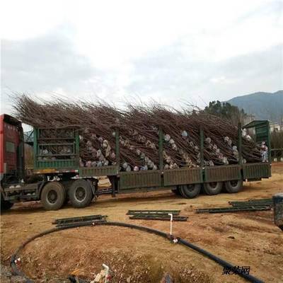 八仙红樱桃苗、八仙红樱桃苗价钱及基地