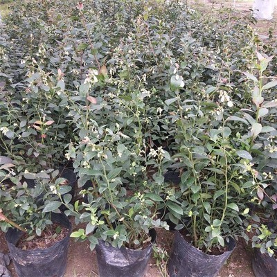 南高丛薄雾蓝莓苗华勤苗木,山东薄雾蓝莓苗