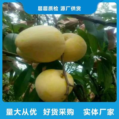 李子花椒苗有口皆碑