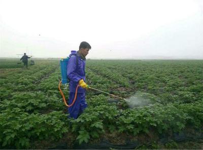 菜豆种植:菜豆高产栽培技术,以及未来市场需求