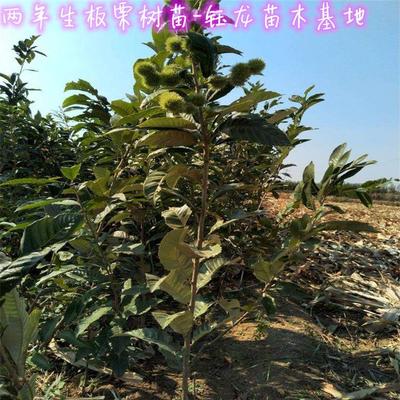 管理方便 锥栗树苗基地 锥栗苗送产品技术资料