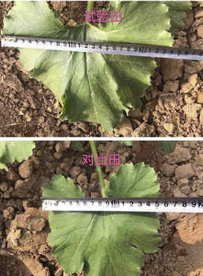 果蔬种植难题迎刃而解，优贝施为农户注入强心剂