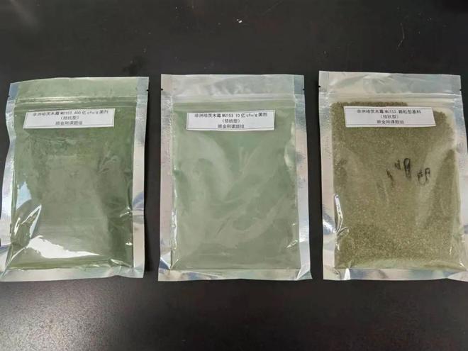 2024年千项优秀农业科技成果聚焦 非洲哈茨木霉MU153及其创新应用